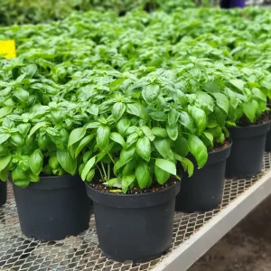 Basilic (1 gallon)