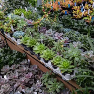 Succulente (3.5 po)